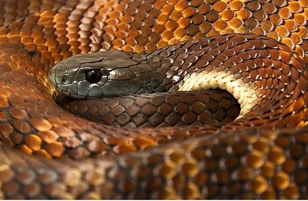 kaplan yılanı