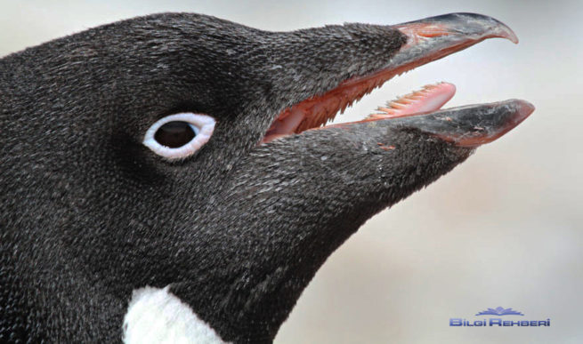 adelie pengueni ağız yapısı