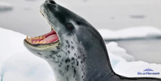 penguen avcısı Leopard Seal