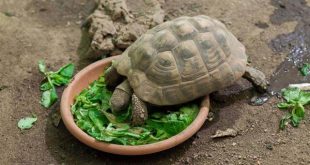 kaplumbağa ne yer