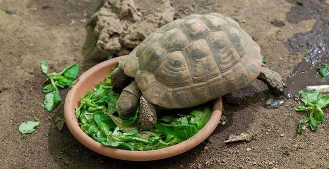 kaplumbağa ne yer